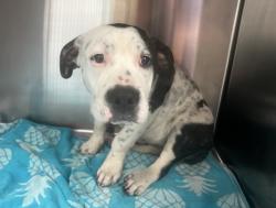 Shelter Stray Female Dog last seen , 957 N Gaffey St, San Pedro, CA 90731, USA
