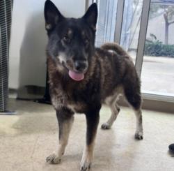 Shelter Stray Male Dog last seen , 957 N Gaffey St, San Pedro, CA 90731, USA