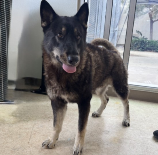 Shelter Stray Male Dog last seen , 957 N Gaffey St, San Pedro, CA 90731, USA