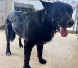 Shelter Stray Male Dog last seen , 957 N Gaffey St, San Pedro, CA 90731, USA