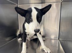 Shelter Stray Male Dog last seen , 957 N Gaffey St, San Pedro, CA 90731, USA