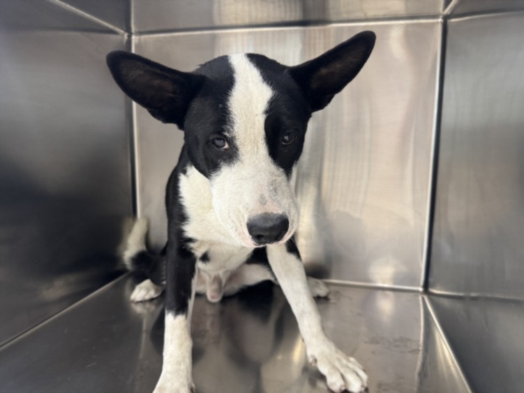 Shelter Stray Male Dog last seen , 957 N Gaffey St, San Pedro, CA 90731, USA