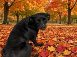 Shelter Stray Female Dog last seen , 957 N Gaffey St, San Pedro, CA 90731, USA