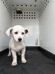 Shelter Stray Female Dog last seen Near BLK CARSON AVE, BAKERSFIELD, CA, 201 S Mt Vernon Ave, Bakersfield, CA 93307, USA
