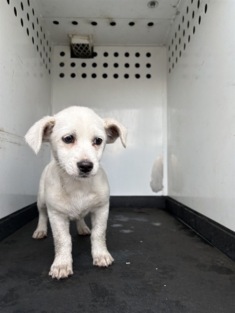 Shelter Stray Female Dog last seen Near BLK CARSON AVE, BAKERSFIELD, CA, 201 S Mt Vernon Ave, Bakersfield, CA 93307, USA