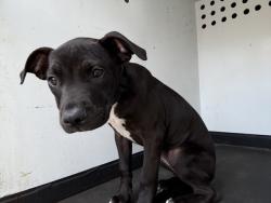 Shelter Stray Female Dog last seen Near BLK INYO ST, BAKERSFIELD, CA, 201 S Mt Vernon Ave, Bakersfield, CA 93307, USA