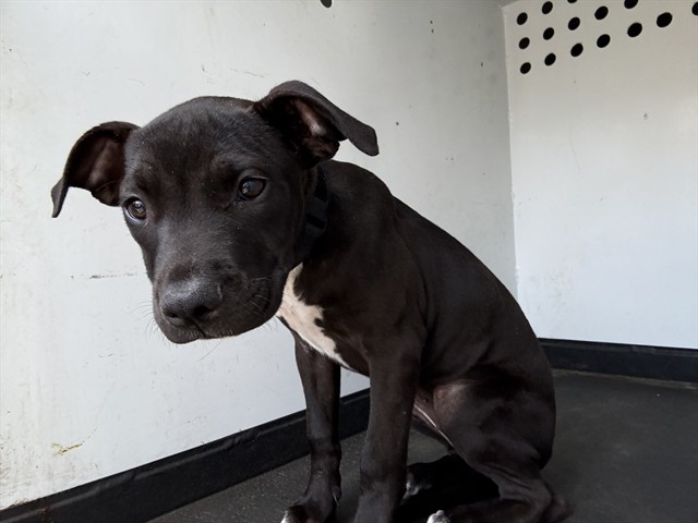 Shelter Stray Female Dog last seen Near BLK INYO ST, BAKERSFIELD, CA, 201 S Mt Vernon Ave, Bakersfield, CA 93307, USA