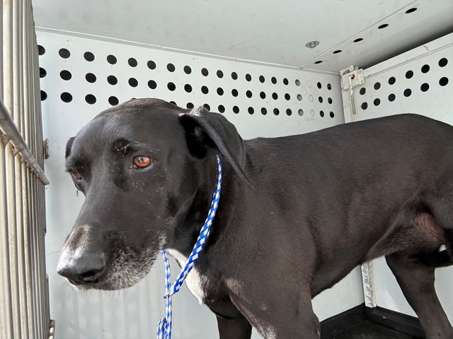 Shelter Stray Female Dog last seen Near BLK STOCKDALE HWY, BAKERSFIELD, CA, 201 S Mt Vernon Ave, Bakersfield, CA 93307, USA