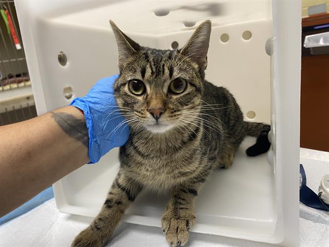 Shelter Stray Male Cat last seen Near BLOCK N BOOTH ST, 3839 W Burnham St, West Milwaukee, WI 53215, USA