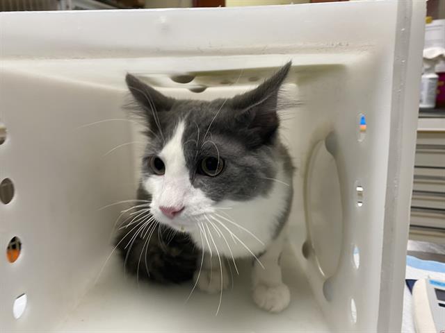 Shelter Stray Male Cat last seen Near BLOCK W BENNETT, 3839 W Burnham St, West Milwaukee, WI 53215, USA