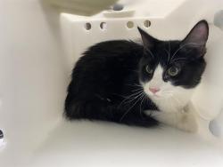 Shelter Stray Male Cat last seen Near BLOCK W BENNETT, 3839 W Burnham St, West Milwaukee, WI 53215, USA