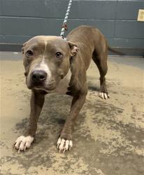 Shelter Stray Female Dog last seen Near BLOCK S COPELAND ST, TALLAHASSEE FL 32304, 1125 Easterwood Dr, Tallahassee, FL 32311, USA