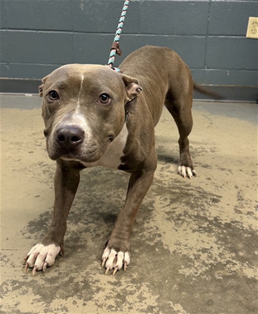 Shelter Stray Female Dog last seen Near BLOCK S COPELAND ST, TALLAHASSEE FL 32304, 1125 Easterwood Dr, Tallahassee, FL 32311, USA