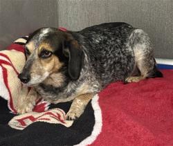 Shelter Stray Male Dog last seen Near BLOCK ROWELING OAKS CT, TALLAHASSEE FL 32303, 1125 Easterwood Dr, Tallahassee, FL 32311, USA