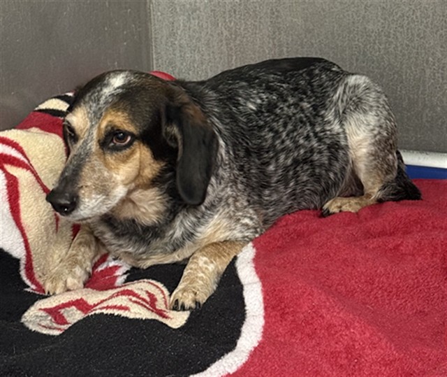 Shelter Stray Male Dog last seen Near BLOCK ROWELING OAKS CT, TALLAHASSEE FL 32303, 1125 Easterwood Dr, Tallahassee, FL 32311, USA