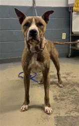Shelter Stray Male Dog last seen Near BLOCK MOCCASIN GAP RD, TALLAHASSEE FL 32309, 1125 Easterwood Dr, Tallahassee, FL 32311, USA