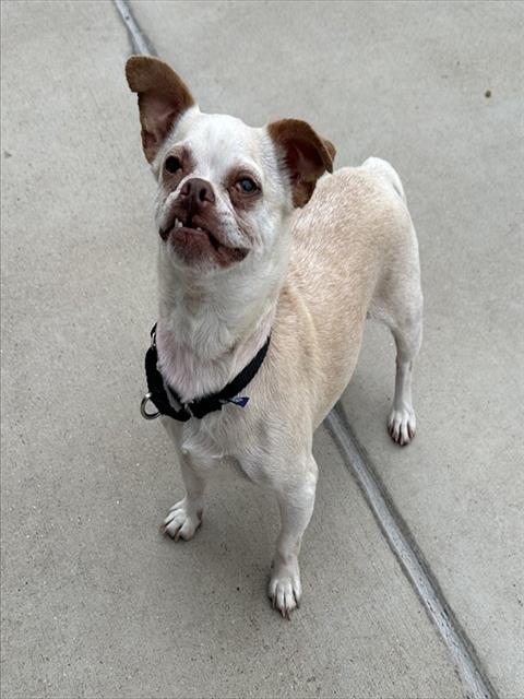 Shelter Stray Female Dog last seen E ILLIF AVE & S MONACO ST DENVER CO 80222, 1241 W Bayaud Ave, Denver, CO 80223, USA