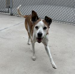 Shelter Stray Male Dog last seen Near BLOCK N CHAMBERS RD, DENVER CO 80239, 1241 W Bayaud Ave, Denver, CO 80223, USA