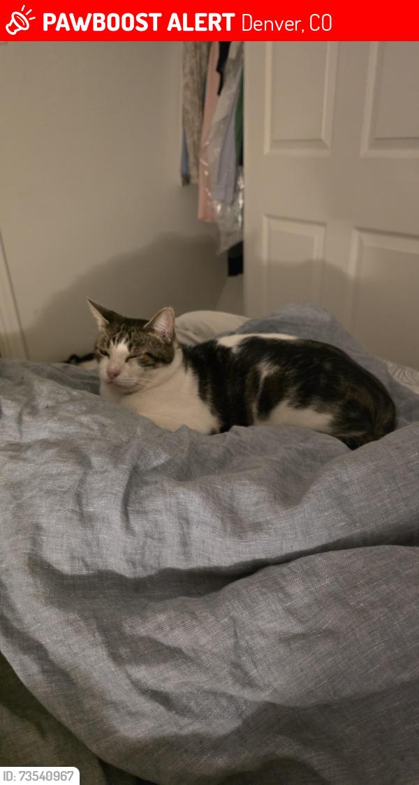 Lost Male Cat last seen Ohio and Hazel, Denver, CO 80219
