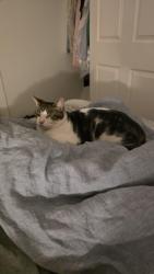 Lost Male Cat last seen Ohio and Hazel, Denver, CO 80219