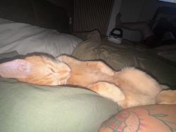 Reunited Male Cat last seen Red bird ln & cockrell hill rd, Dallas, TX 75237