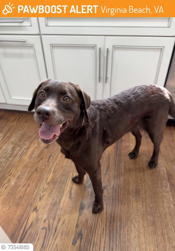 Found/Stray Female Dog last seen London Bridge Blvd, Virginia Beach, VA 23453