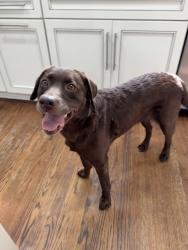 Found/Stray Female Dog last seen London Bridge Blvd, Virginia Beach, VA 23453