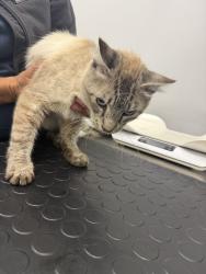Found/Stray Male Cat last seen Crother, Colfax, CA 95713