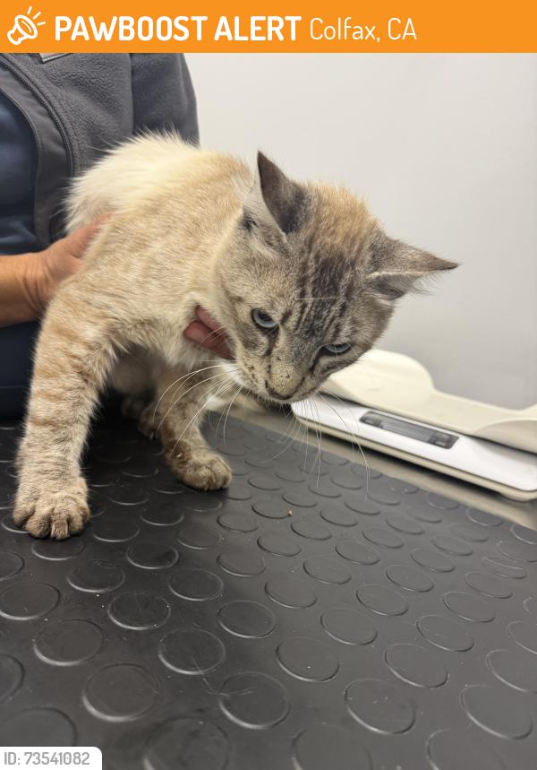Found/Stray Male Cat last seen Crother, Colfax, CA 95713