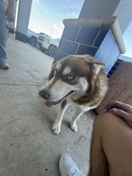 Found/Stray Unknown Dog last seen Spirit Halloween, San Antonio, TX 78218