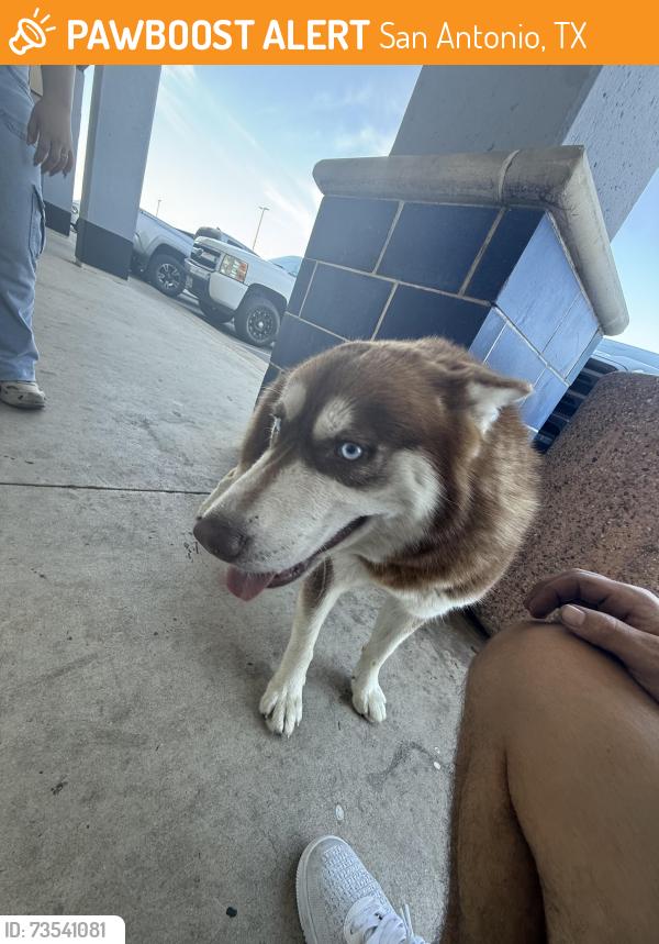 Found/Stray Unknown Dog last seen Spirit Halloween, San Antonio, TX 78218