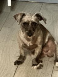 Lost Female Dog last seen Near Gridley Rd, Santa Fe Springs CA 90670, Santa Fe Springs, CA 90670