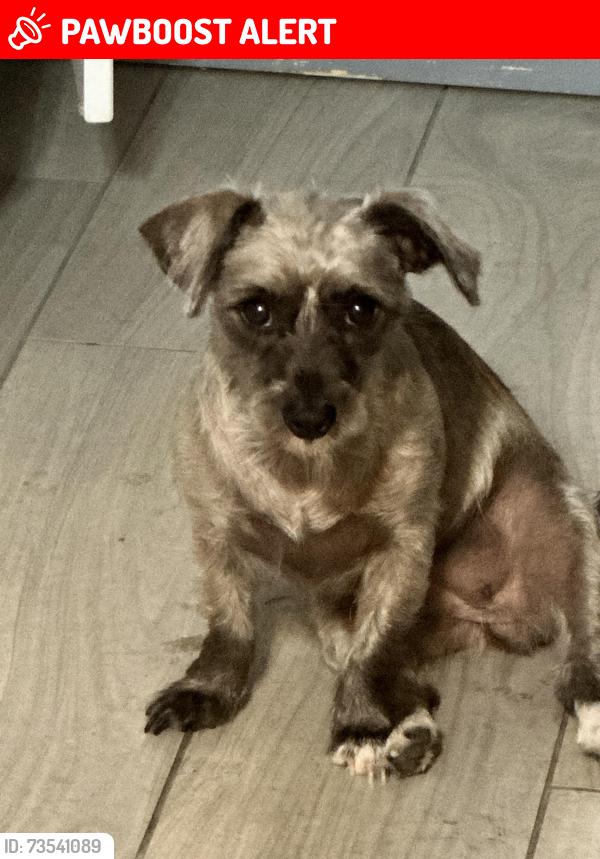 Lost Female Dog last seen Near Gridley Rd, Santa Fe Springs CA 90670, Santa Fe Springs, CA 90670
