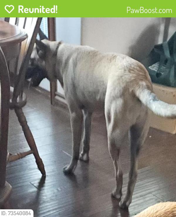 Reunited Female Dog last seen 200th SW and County Line Road, Rose Hill, KS 67133