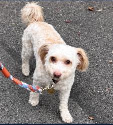 Lost Male Dog last seen Franklin and Gower and the 76 Gas Station, Los Angeles, CA 90028