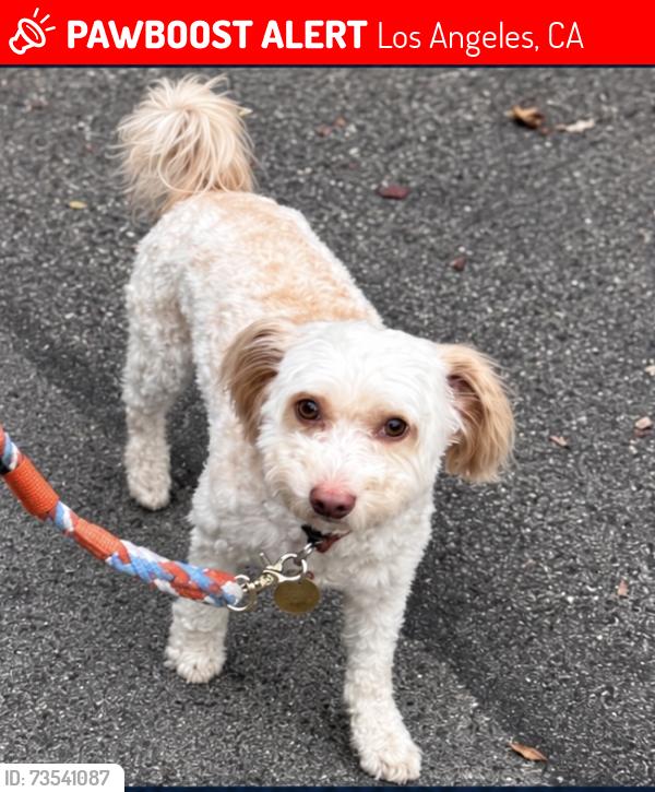 Lost Male Dog last seen Franklin and Gower and the 76 Gas Station, Los Angeles, CA 90028