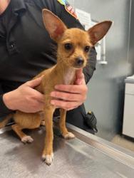 Shelter Stray Male Dog last seen Near E 9, 3rd District, OH, 9203 Detroit Ave, Cleveland, OH 44102, USA