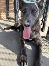Shelter Stray Female Dog last seen Near CAGLE, 70811, LA, 2550 Gourrier Ave, Baton Rouge, LA 70820, USA