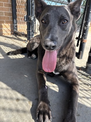 Shelter Stray Female Dog last seen Near CAGLE, 70811, LA, 2550 Gourrier Ave, Baton Rouge, LA 70820, USA