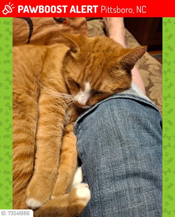 Lost Male Cat last seen Hwy. 64 & Manco Dairy Rd., 4 miles west of Pittsboro, Pittsboro, NC 27312