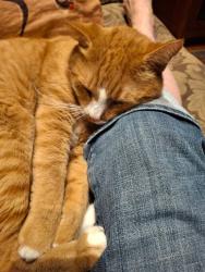Lost Male Cat last seen Hwy. 64 & Manco Dairy Rd., 4 miles west of Pittsboro, Pittsboro, NC 27312