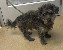Shelter Stray Male Dog last seen Near N Lands End Apt 18 Stone Mountain, GA 30083, 30083, GA, 3280 Chamblee Dunwoody Rd, Chamblee, GA 30341, USA