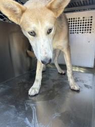 Shelter Stray Female Dog last seen Near HANGER AVE, Central District, TX, 355 Hillshire Dr, Haslet, TX 76052, USA