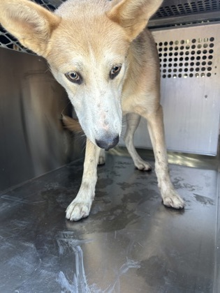 Shelter Stray Female Dog last seen Near HANGER AVE, Central District, TX, 355 Hillshire Dr, Haslet, TX 76052, USA