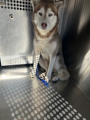 Shelter Stray Male Dog last seen Near Hwy 360, East District, TX, 355 Hillshire Dr, Haslet, TX 76052, USA