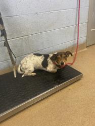 Shelter Stray Female Dog last seen Near Kenridge Circle, 30083, GA, 3280 Chamblee Dunwoody Rd, Chamblee, GA 30341, USA