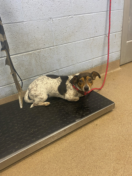 Shelter Stray Female Dog last seen Near Kenridge Circle, 30083, GA, 3280 Chamblee Dunwoody Rd, Chamblee, GA 30341, USA