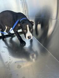 Shelter Stray Male Dog last seen Near Oak Grove Rd, South District, TX, 355 Hillshire Dr, Haslet, TX 76052, USA