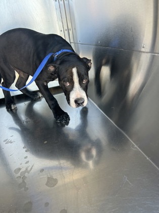 Shelter Stray Male Dog last seen Near Oak Grove Rd, South District, TX, 355 Hillshire Dr, Haslet, TX 76052, USA
