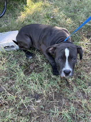 Shelter Stray Male Dog last seen Near Oak Grove Rd, South District, TX, 355 Hillshire Dr, Haslet, TX 76052, USA